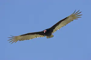 Cathartes: Turkey Vulture - in flight