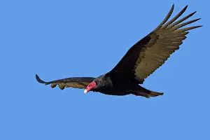 Cathartes: Turkey Vulture - in flight