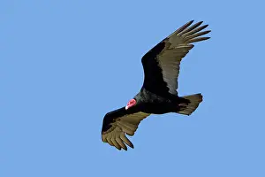 Cathartes: Turkey Vulture - in flight