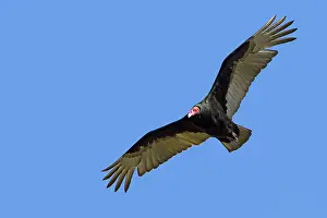 Cathartes: Turkey Vulture - in flight