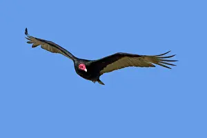 Cathartes: Turkey Vulture - in flight