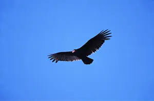 Everglades: TURKEY VULTURE - in flight