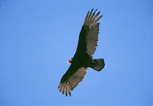 Soaring: TURKEY VULTURE - in flight
