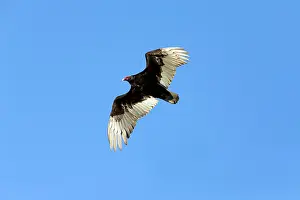Cathartes: Turkey Vulture - in flight Grand Teton National
