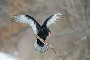 Turkey: Turkey Vulture - in flight landing on dead branch