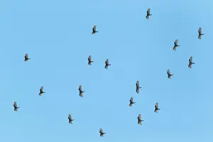 Cathartes: Turkey Vulture - flock in flight - this is a flock massing u
