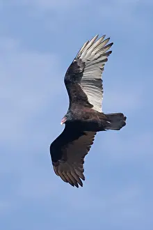 Cathartes: Turkey Vulture - October