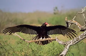 Cathartes: Turkey Vulture - outstretched wings