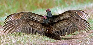Sunning: Turkey Vulture pair (Cathartes aura)