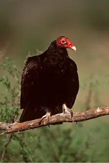 Vultures: TURKEY VULTURE - portrait, perched on branch