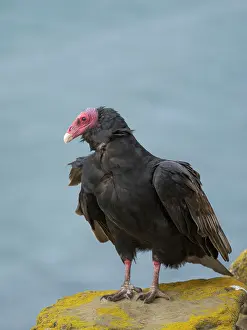 Neck: Turkey vulture portrait. South America, Falkland Islands