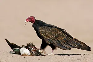Cathartes: Turkey Vulture - scavenging