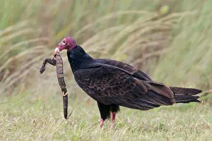 Cathartes: Turkey Vulture - with snake