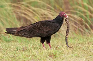 Cathartes: Turkey VULTURE - snake in beak, side view