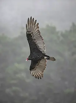 Point: Turkey vulture spreads its mighty wings while hunting