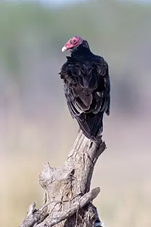 Cathartes: Turkey Vulture - on stump