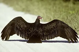 Sunning: Turkey Vulture sunning