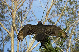 Cathartes: Turkey Vulture warming itself in the morning Sunshine
