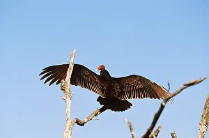Basking: TURKEY VULTURE - wings open