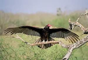 Cathartes: Turkey Vulture - Wings outstretched