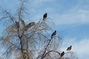 Cathartes: Turkey vultures