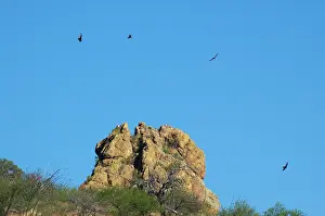 Cathartes: Turkey Vultures