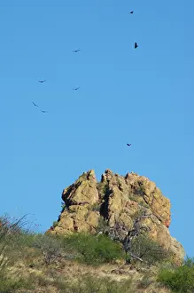 Cathartes: Turkey Vultures