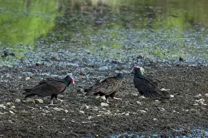 Cathartes: Turkey vultures