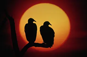 Cathartes: Turkey Vultures