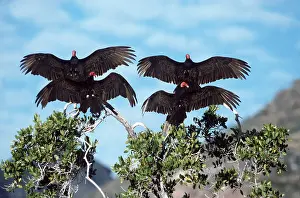 Roosting: TURKEY VULTURES