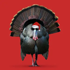 100817: Turkey, wearing Christmas hat and glasses BI027346