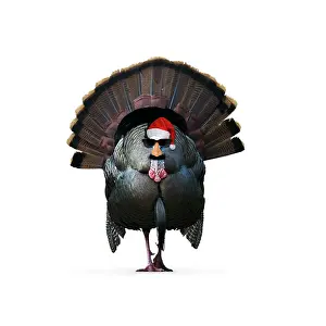 100817: Turkey, wearing Christmas hat and glasses disguise
