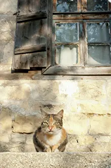 Schreiber: Turkey, Yesilyurt. Cat perched in front