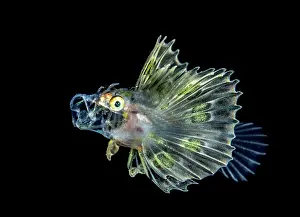 Alevin: Turkeyfish (Pterois sp) juvenile, Komodo, Indonesia