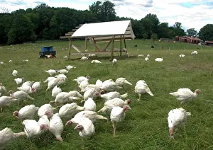 Melagris: Turkeys