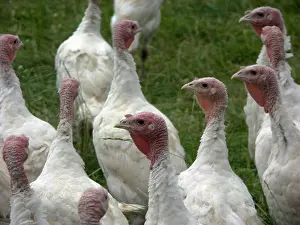 Melagris: Turkeys