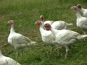 Melagris: Turkeys
