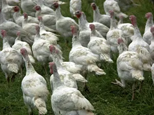Melagris: Turkeys