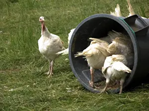 Melagris: Turkeys