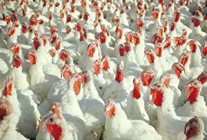 Farmyards: Turkeys