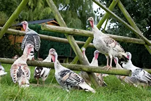 Playground: Turkeys - group at turkey playground