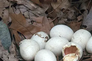 Cracked: Turkeys Hatching