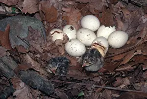 Cracked: Turkeys Hatching