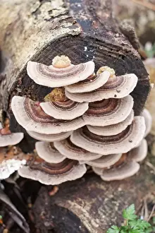 Bracket: Turkeytail Bracket Fungus growing on decaying wood