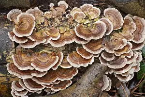 Bracket: Turkeytail Bracket Fungus growing on decaying wood