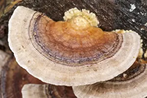 Bracket: Turkeytail Bracket Fungus growing on decaying wood