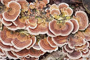 Bracket: Turkeytail Bracket Fungus - Norfolk UK
