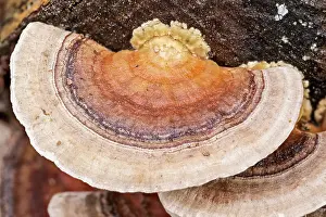 Bracket: Turkeytail Bracket Fungus - Norfolk UK