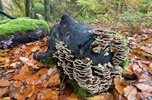 Toadstools: Turkeytail fungus