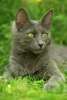 Supernatural: Turkish Angora Cat
